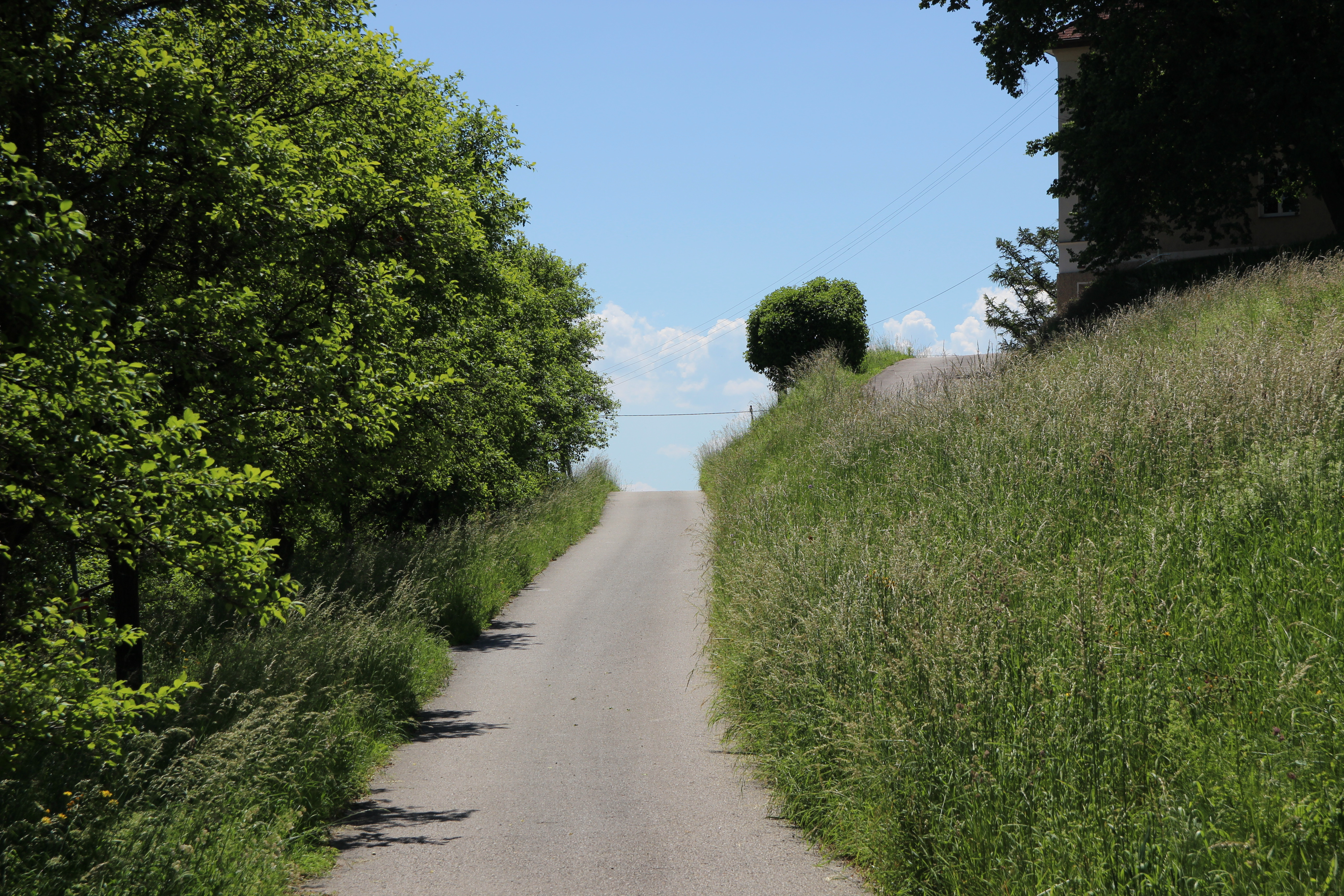 Eine asphaltierte Straße führt zwischen hohem Gras und Gebüsch in Richtung blauen Horizont
