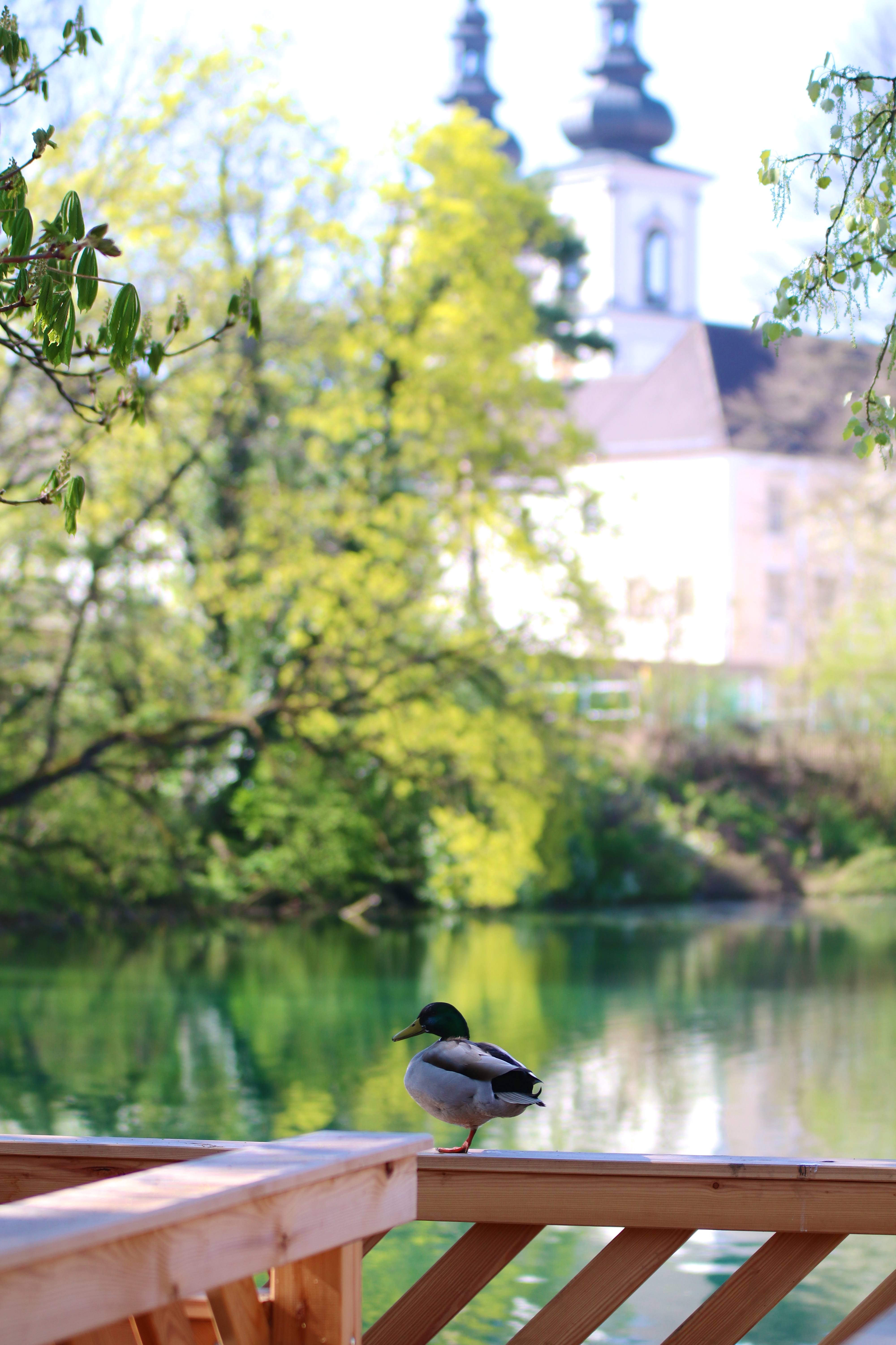 Nahaufnahme einer Ente beim Teich. Sie steht auf dem Holzgeländer. Dahinter erkennt man unscharf das Stiftsgebäude.