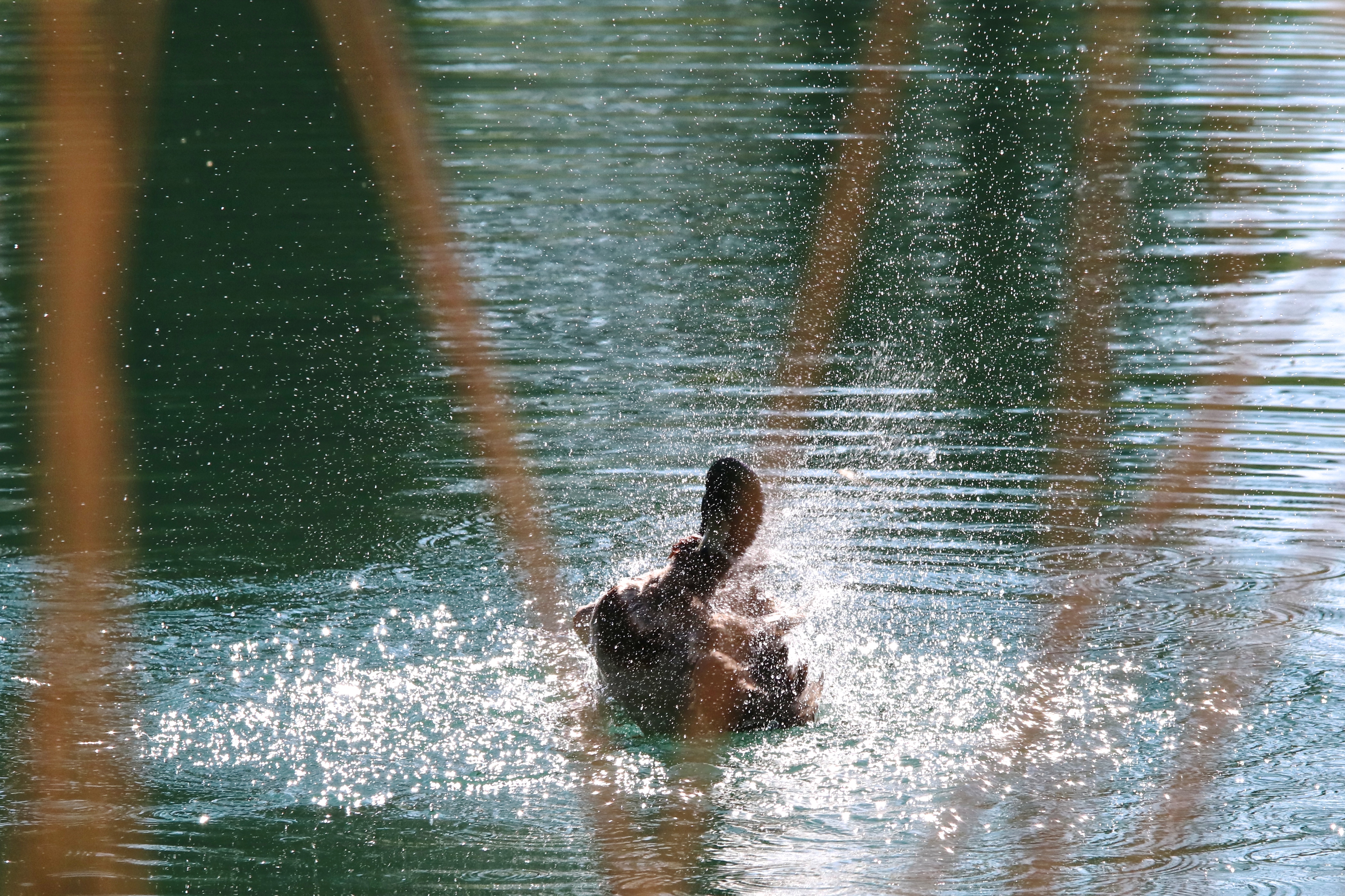 Eine Ente im Teich. Sie schüttelt sich trocken.