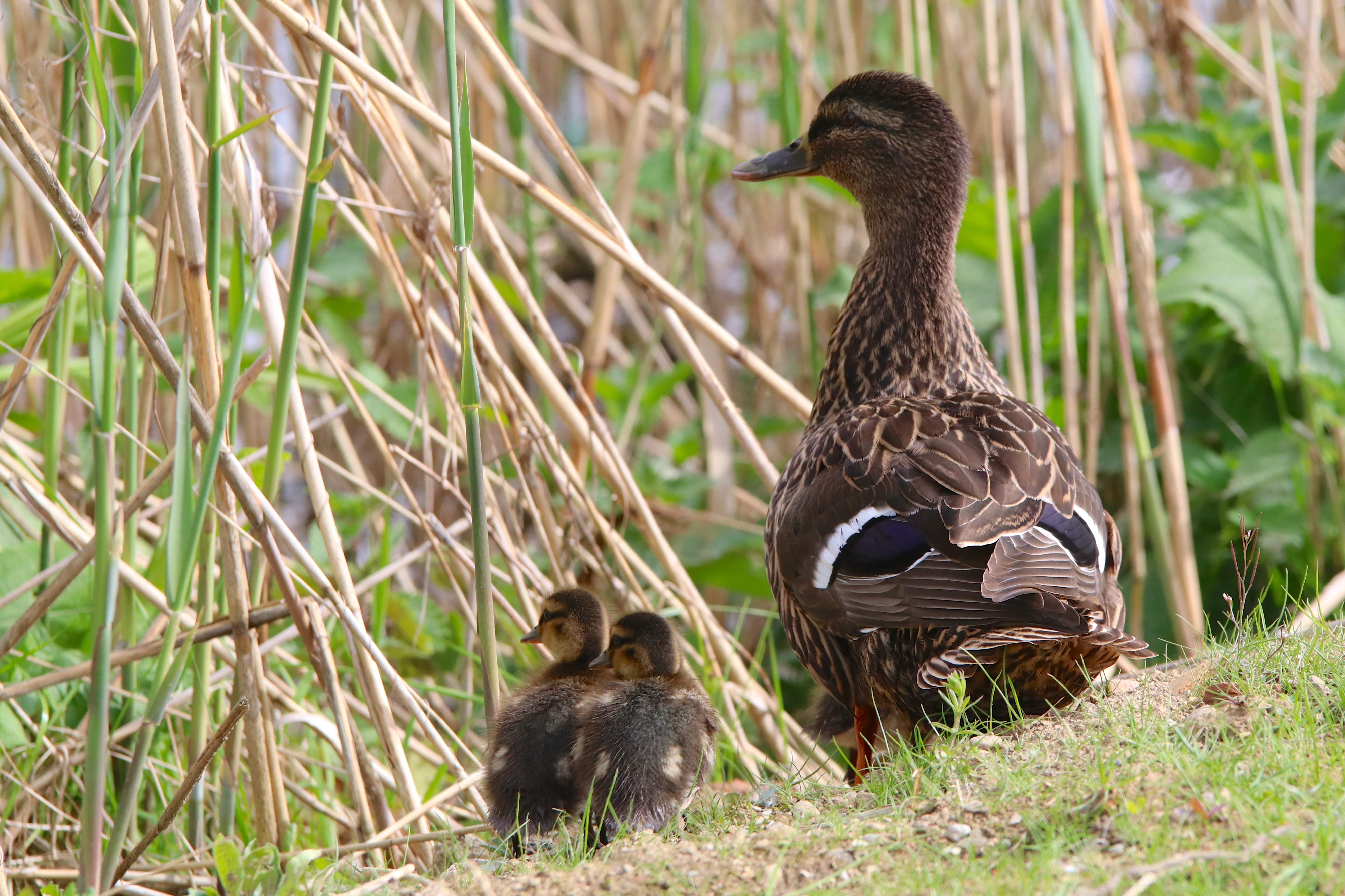 Nahaufnahmen von einer Enten-Mutter und ihrem flauschigem Nachwuchs.