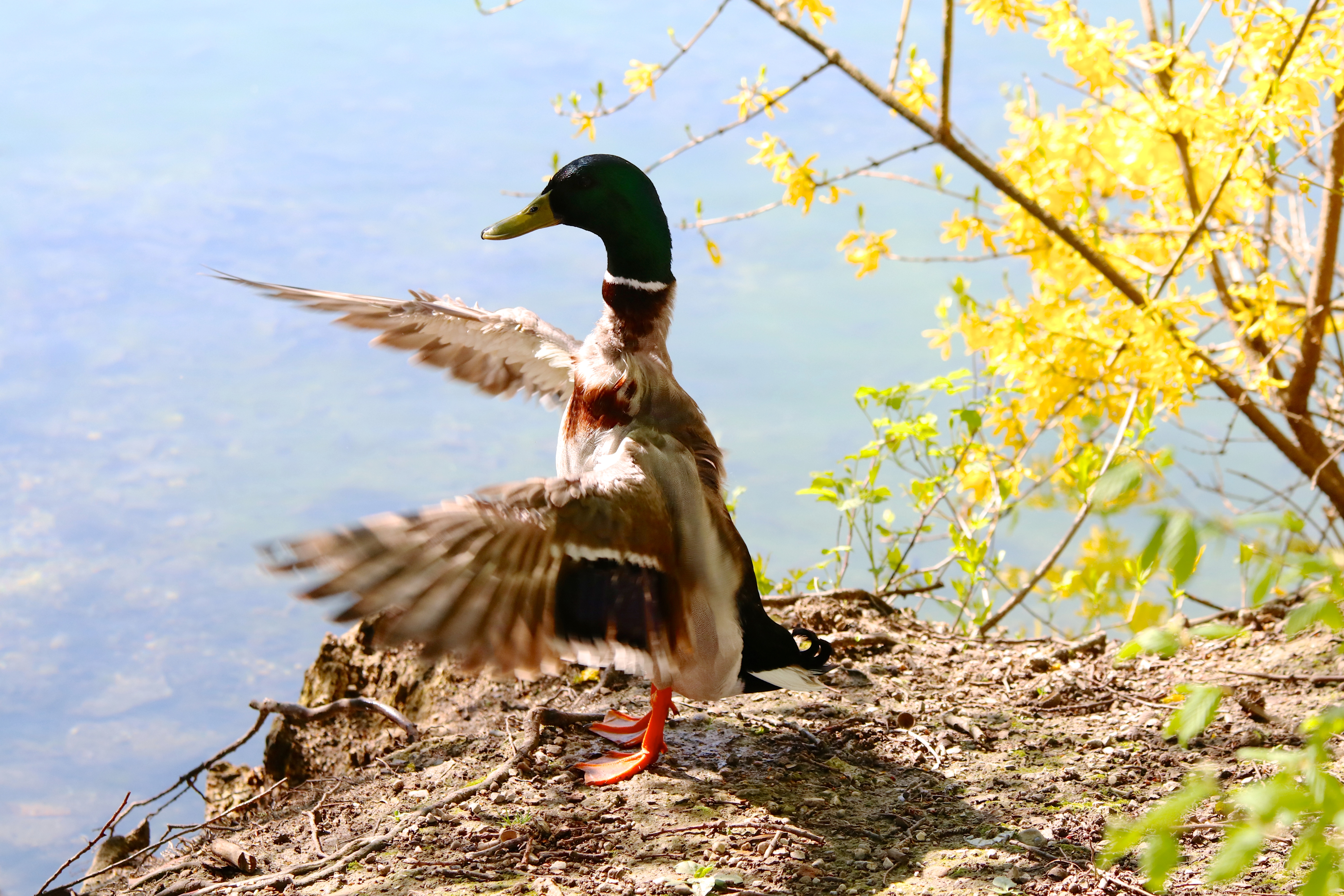 Eine Ente steht aufrecht am Teichrand und flattert mit den Flügeln. Rechts im Bild ein sonnengelber Ast eines Strauches.