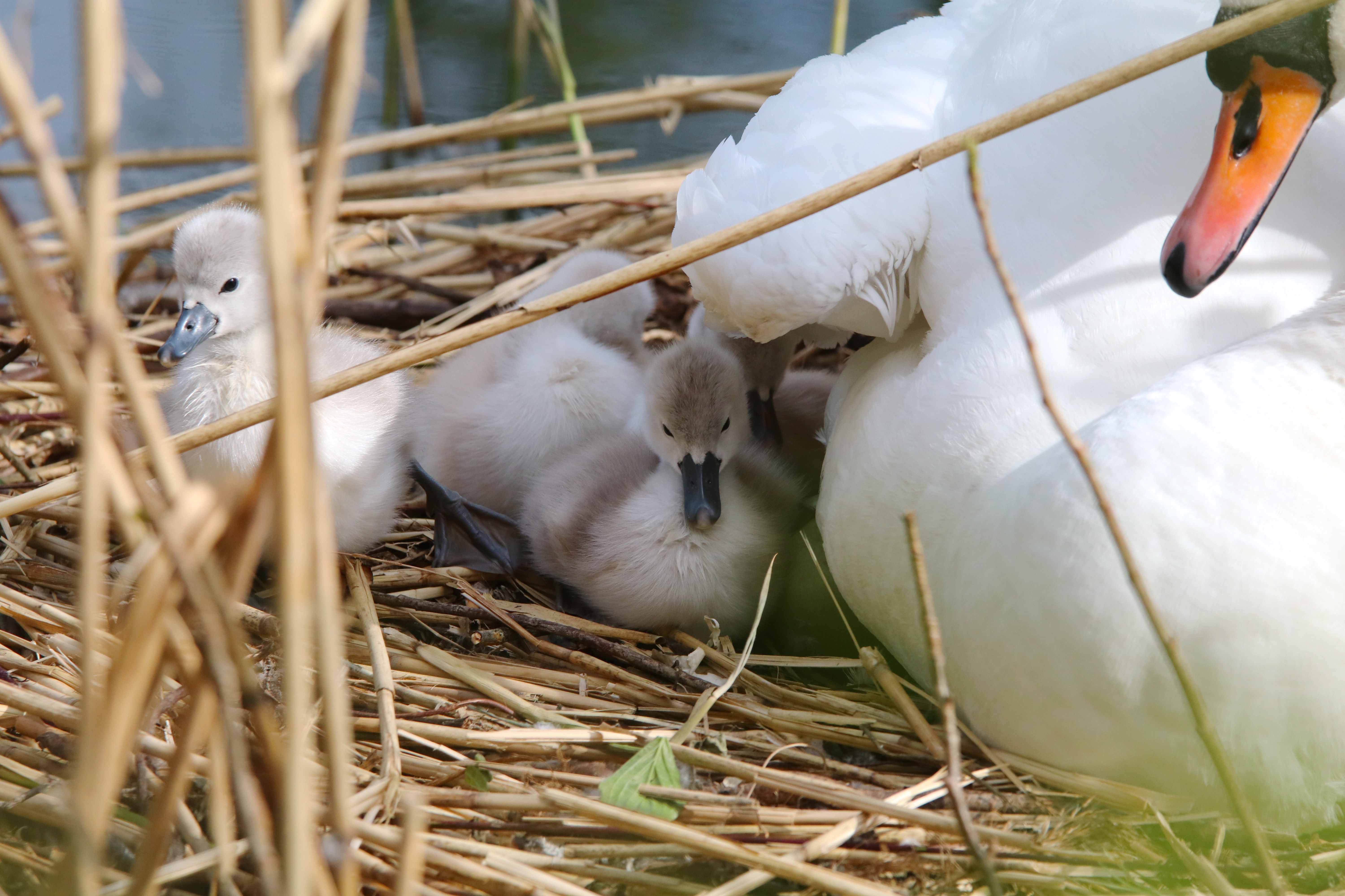 Nahaufnahmen von einer Schwan-Mutter und ihrem flauschigen Nachwuchs.