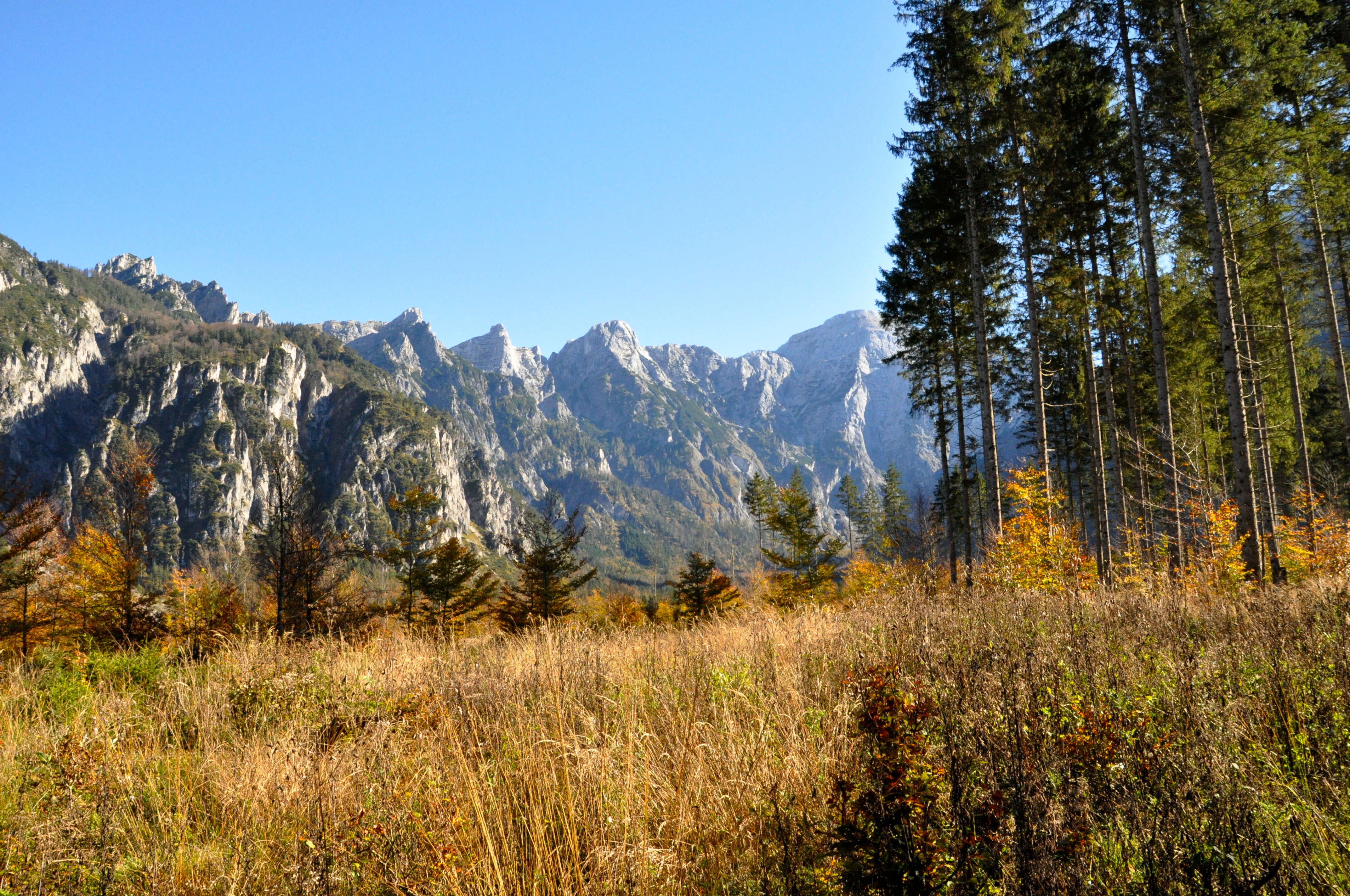 Blick aus dem hohen Gras auf einer Waldlichtung ins Gebirge