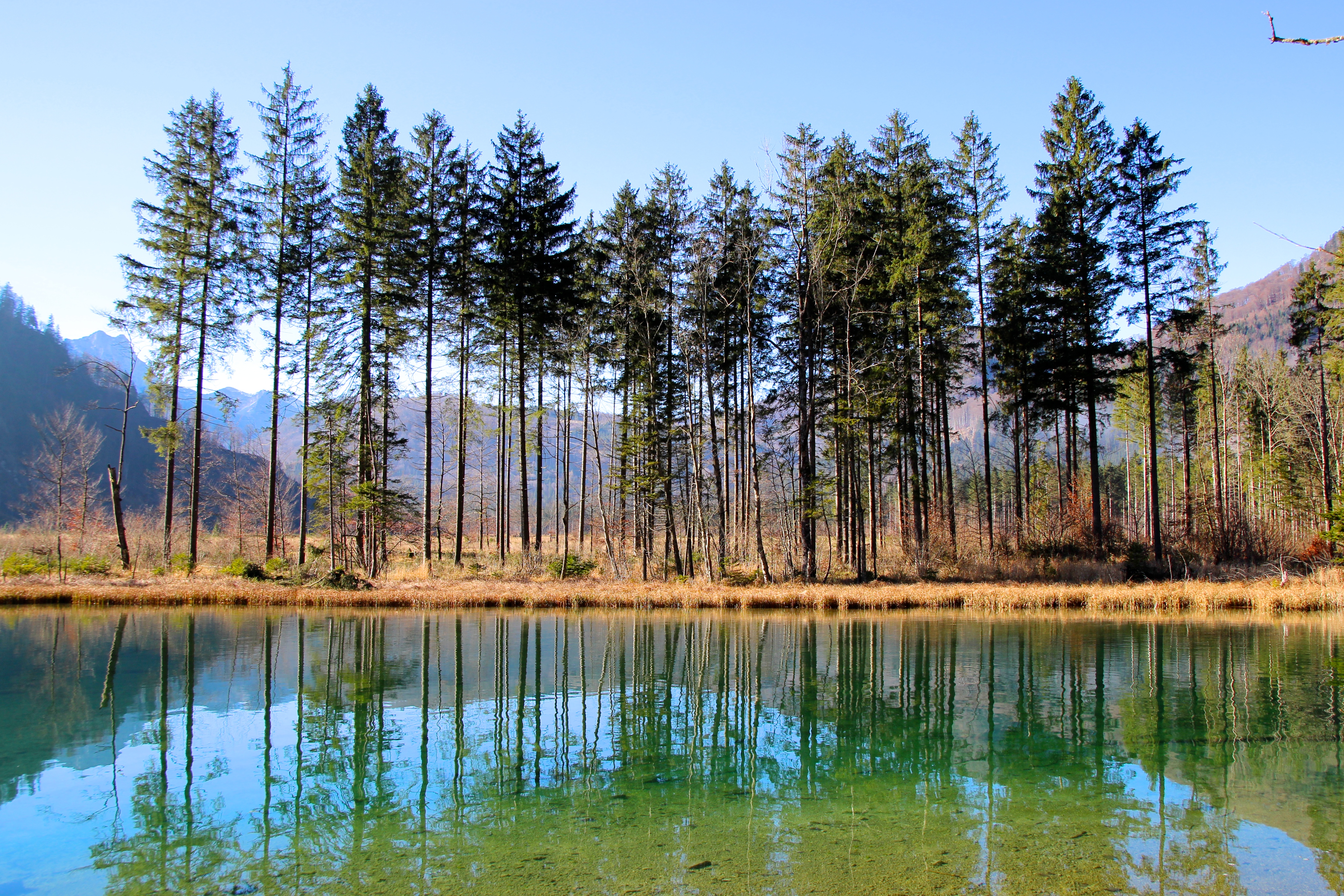 Hohe Tannen spiegeln sich im türkisen Almsee