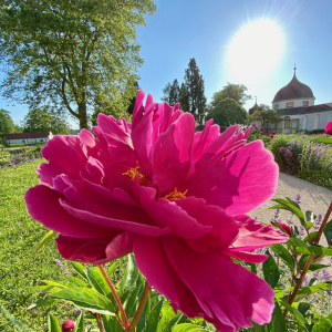 Stift_Kremsmuenster_Blume_Stiftsgärten1©Stefan_Kerschbaumer