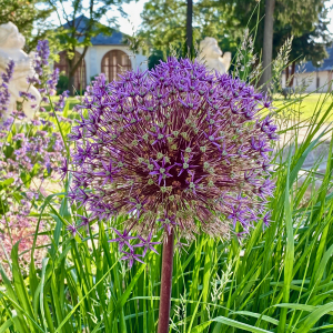 Stift_Kremsmuenster_Blume_Stiftsgärten6©Stefan_Kerschbaumer