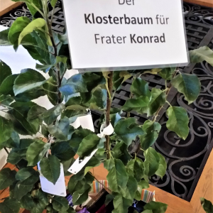 Klosterbaum_1