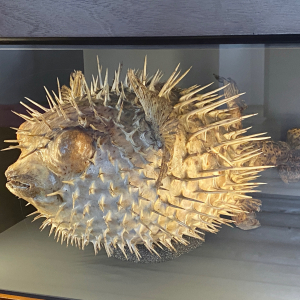 Wunderkammer_Kugelfisch_Seite©Stefan_Kerschbaumer
