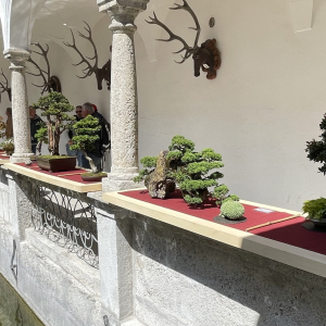 Bonsai_Ausstellung_2025_PJS (105)