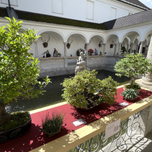 Bonsai_Ausstellung_2025_PJS (106)