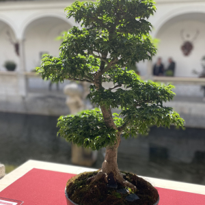 Bonsai_Ausstellung_2025_PJS (107)