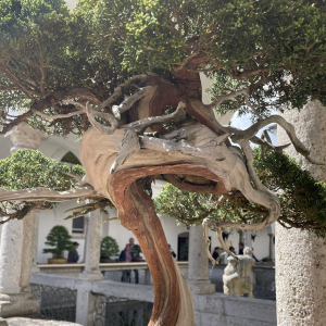 Bonsai_Ausstellung_2025_PJS (108)