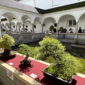 Bonsai_Ausstellung_2025_PJS (109)