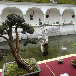 Bonsai_Ausstellung_2025_PJS (20)