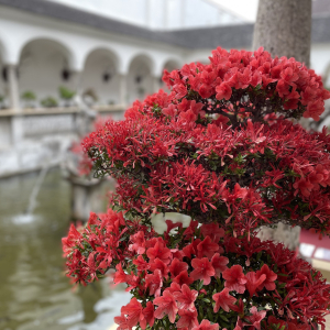 Bonsai_Ausstellung_2025_PJS (30)