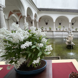 Bonsai_Ausstellung_2025_PJS (34)