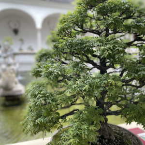 Bonsai_Ausstellung_2025_PJS (35)