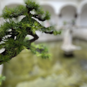 Bonsai_Ausstellung_2025_PJS (41)