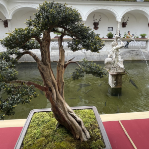 Bonsai_Ausstellung_2025_PJS (44)