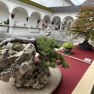 Bonsai_Ausstellung_2025_PJS (45)