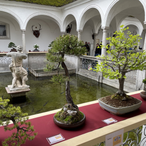 Bonsai_Ausstellung_2025_PJS (47)