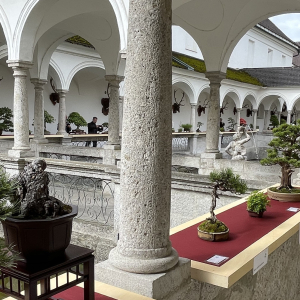 Bonsai_Ausstellung_2025_PJS (51)