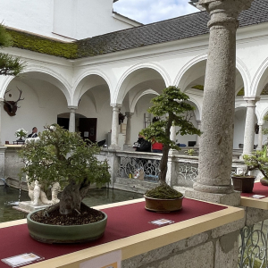Bonsai_Ausstellung_2025_PJS (52)