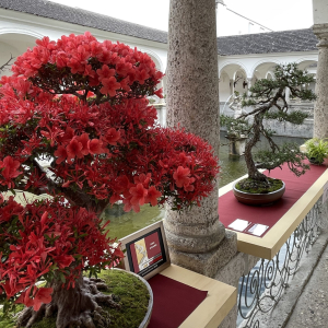 Bonsai_Ausstellung_2025_PJS (58)