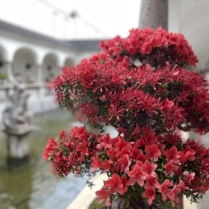 Bonsai_Ausstellung_2025_PJS (59)