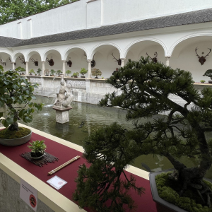 Bonsai_Ausstellung_2025_PJS (62)