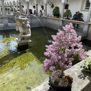 Bonsai_Ausstellung_2025_PJS (94)