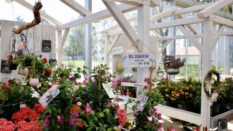 Blumen im Glashaus einer Gärtnerei