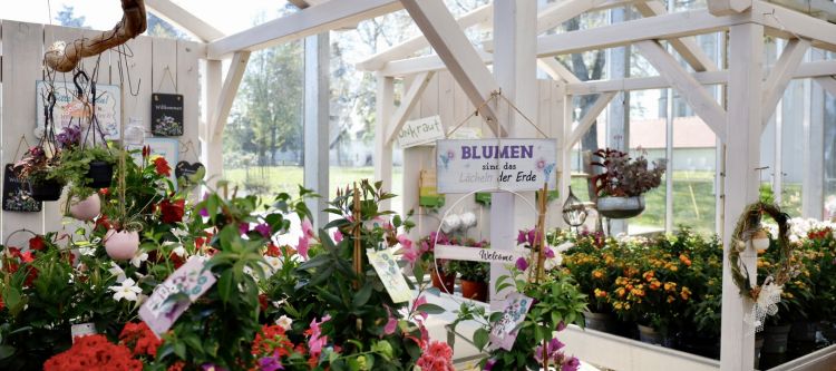 Blumen im Glashaus einer Gärtnerei