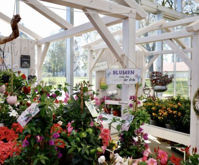 Blumen im Glashaus einer Gärtnerei