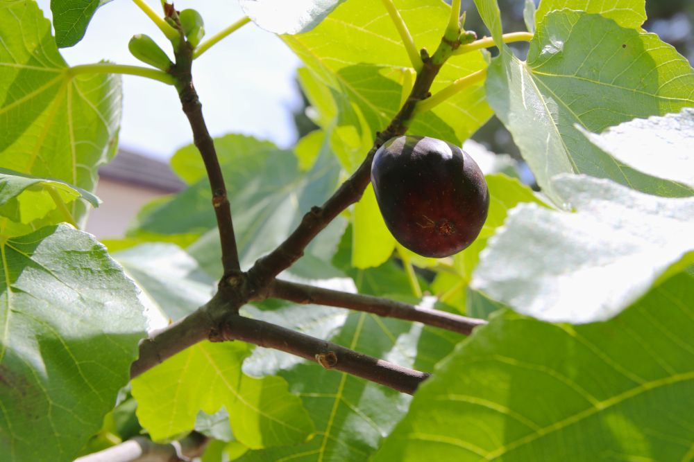Nahaufnahme eines fruchtbringenden Feigenbaumes