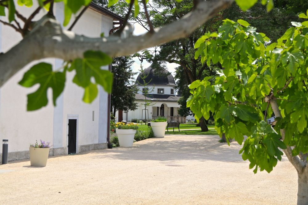 Blick aus einem Feigenbaum in Richtung Gartenpavillon