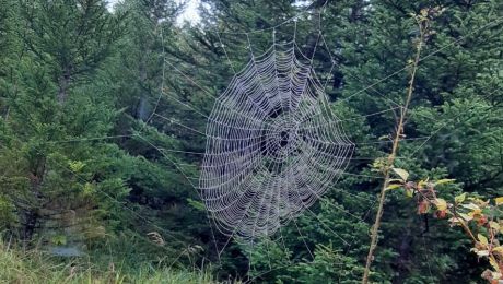 Spinnennetz inmitten von Tannenbäumen