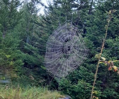 Spinnennetz inmitten von Tannenbäumen