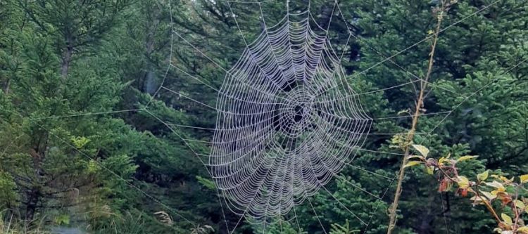 Spinnennetz inmitten von Tannenbäumen