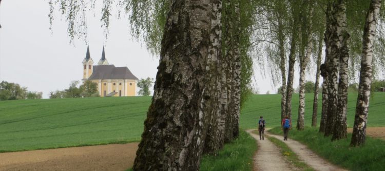 baumallee mit weg zur kirche