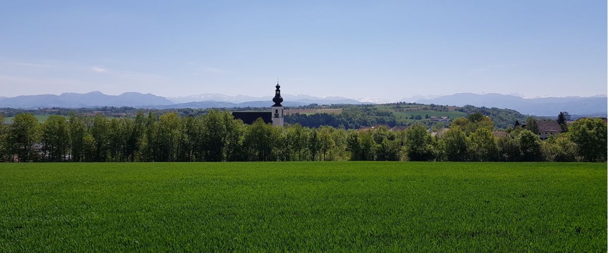 Ansicht der Kirche Kirchberg aus der Ferne Norden Richtung Kremsmünster über ein noch grünes Weizenfeld und Gebirge im Hintergrund.